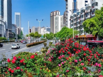 合肥樹狀月季大道，大朵月季扮靚城市風(fēng)景