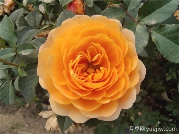 最適合陽臺養(yǎng)的10種月季，開花超級多！