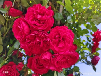 實用的養(yǎng)花技巧，適合養(yǎng)殖月季花