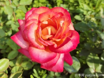 88個(gè)花卉基本知識(shí)點(diǎn)，必須收藏