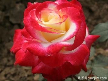 紅雙喜月季的養(yǎng)殖方法及養(yǎng)護要點