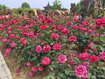 花園植物配置如何做？六個(gè)花園色彩搭配技巧