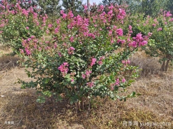 紫薇什么時(shí)候開花？