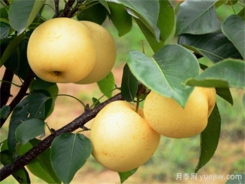 院子里種植什么果樹好？