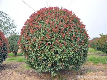紅葉石楠造型如何修剪和管理？