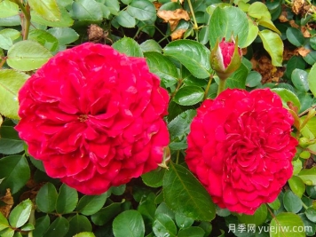 達(dá)芬奇月季如何養(yǎng)護(hù)？