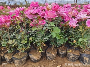 植物花卉的繁殖有幾種方式？家庭養(yǎng)花該如何選擇？