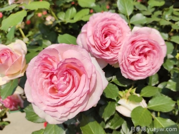 7種顏色的月季花，搞怪花語(yǔ)分別是什么？