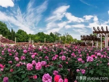 石家莊植物園20萬(wàn)株月季花開(kāi)成海