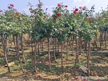 2.5公分樹狀月季價(jià)格，南陽高桿月季基地