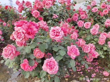 月季花期可以施肥嗎？月季施肥全指南