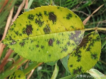 月季常見(jiàn)病害有哪些？月季病害防治手冊(cè)