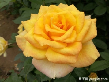 室內如何養(yǎng)月季？掌室內養(yǎng)花也能爆盆