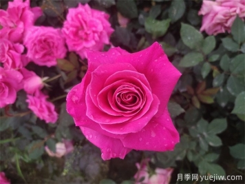 古人的名花十二客，12種名花