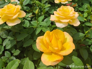 秋天開爆花的月季，夏季需要如何修剪和施肥？