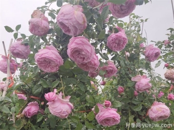月季花苞為什么會(huì)垂頭無(wú)法直立？