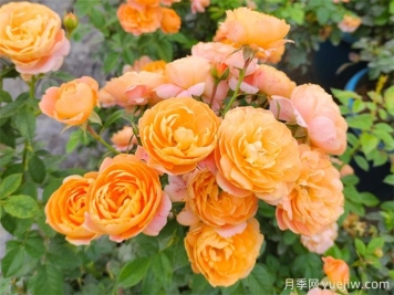 花友實(shí)操封閉陽臺養(yǎng)月季