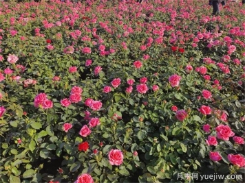 地栽月季比盆栽月季長(zhǎng)得更好開花更多？