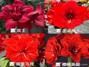 ?紅橙粉白，四大色系朱頂紅品種盤點(diǎn)