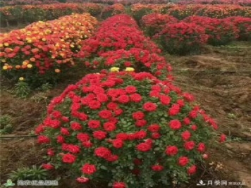 月季之鄉(xiāng)，漫步南陽市石橋鎮(zhèn)細嗅花香飄九州