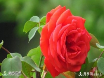 河南種苗站認(rèn)定南陽(yáng)市“薔薇屬植物種質(zhì)資源庫(kù)”建設(shè)項(xiàng)目