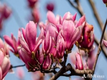 紫玉蘭育苗與栽培技術(shù)，簡(jiǎn)單又方便學(xué)習(xí)一下