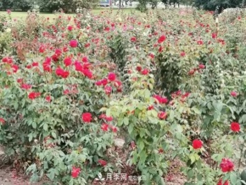 唐山惠豐湖這片月季花海太驚艷，太美了