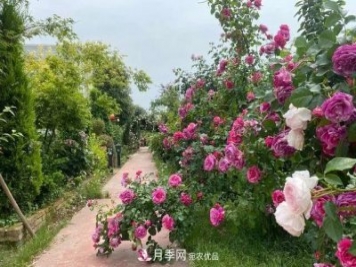 月季爆紅朋友圈！浙江這個80后男人擁有自己的夢幻花園