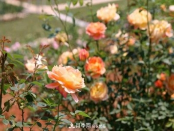 萬紫千紅！湖南益陽安化“茶鄉(xiāng)花?！痹录臼㈤_