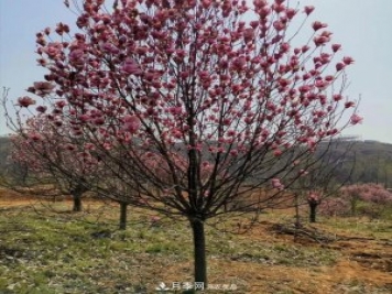 玉蘭之鄉(xiāng)，紫玉蘭紅玉蘭白玉蘭廣玉蘭二喬玉蘭的區(qū)別和價(jià)格