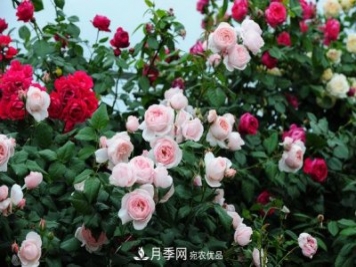 耐熱月季，廣東適合種什么月季？