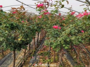 3-5分工程月季樹批發(fā)就來這樣的月季基地，量大品優(yōu)