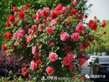 浙江寧波綠化“月季樹”千花盛放、爭奇斗艷甬城