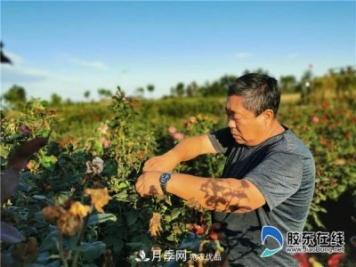 月季很美，兵支書(shū)很贊，山東萊州任尚泉走出最美致富路