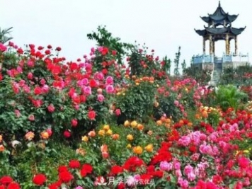 南陽(yáng)旅游大發(fā)展：月季樹藝 齊爭(zhēng)芬芳 百花開放 滿園春色