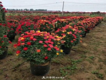 基地直供造型月季花瓶、月季花球、月季花柱批發(fā)價(jià)格