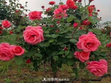 公園樹狀月季，景區(qū)樹狀月季，樹狀月季苗批發(fā)基地