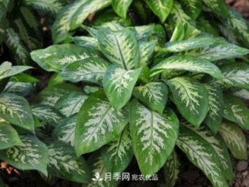 萬年青有哪些品種，萬年青的品種圖片大全