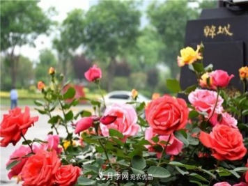 月季之都，陜西韓城市打造月季花海文化名城(相冊(cè))
