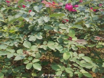 月季苗，月季花，品種齊全暢銷(xiāo)全國(guó)市花城市