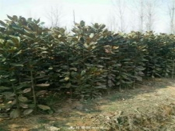 南陽(yáng)南召玉蘭基地，廣玉蘭苗木繁育技術(shù)分享