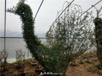動物造型月季，十二生肖奇型造型月季