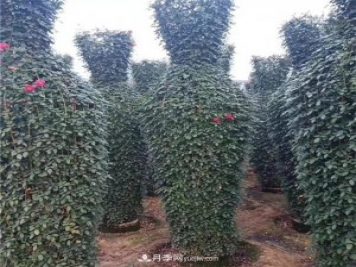 月季花瓶，南陽基地花瓶造型月季批發(fā)價格