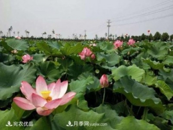 南陽鎮(zhèn)平中原荷花博覽園，一個(gè)蓮藕全產(chǎn)業(yè)鏈的南陽樣本