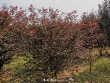 南陽紫葉李苗木基地，紫葉李都有哪些優(yōu)點(diǎn)和特點(diǎn)？