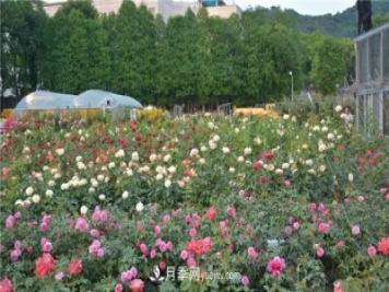 花開華南地區(qū)，哪些月季品種，征服了廣州這片“熱土”？