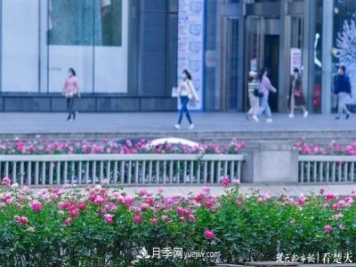 相約金秋，一場月季旋風吹遍武漢漢陽三鎮(zhèn)！氣場強大堪比春天