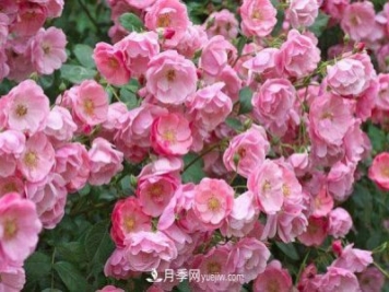 安吉拉月季的優(yōu)缺點(diǎn)是什么？安吉拉養(yǎng)殖辦法