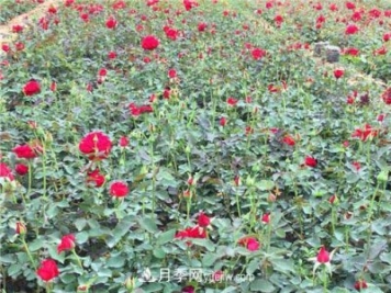 湖北宜昌:年輕夫妻創(chuàng)辦月季種植園，累并快樂著！