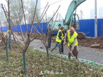 湖北應(yīng)城栽種花木1500余株 賞花來這里！